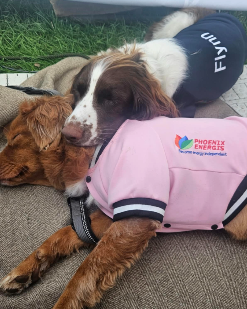Two dogs wearing personalised jackets decorated by X3